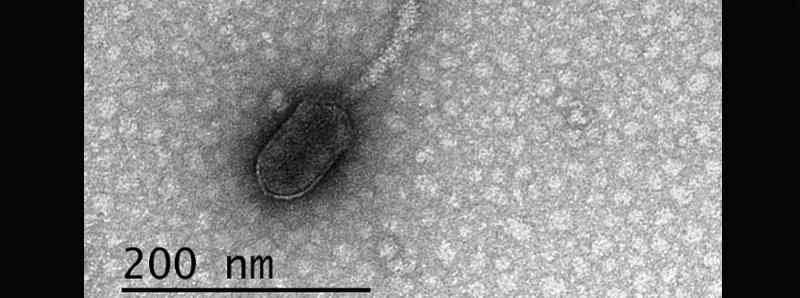 Alcuni virus riescono a monitorare il loro ambiente